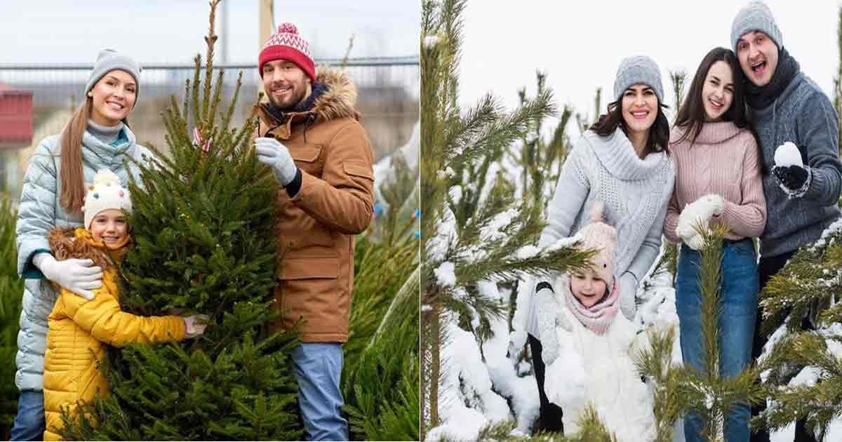 Christmas-Tree-Farm