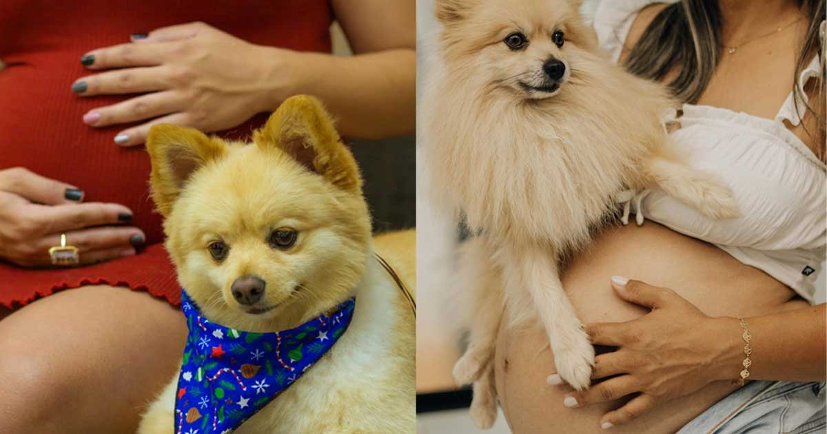 Pregnant woman sitting indoors while her dog rests near and touches her baby bump during a pet maternity photoshoot